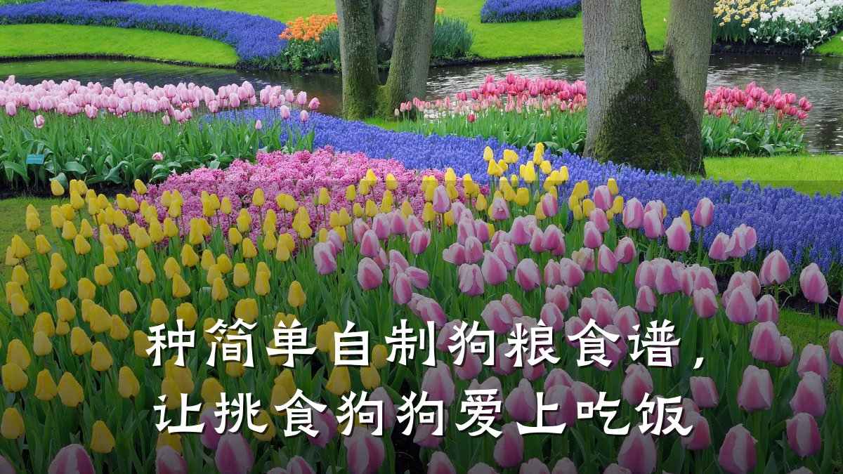 种简单自制狗粮食谱,让挑食狗狗爱上吃饭