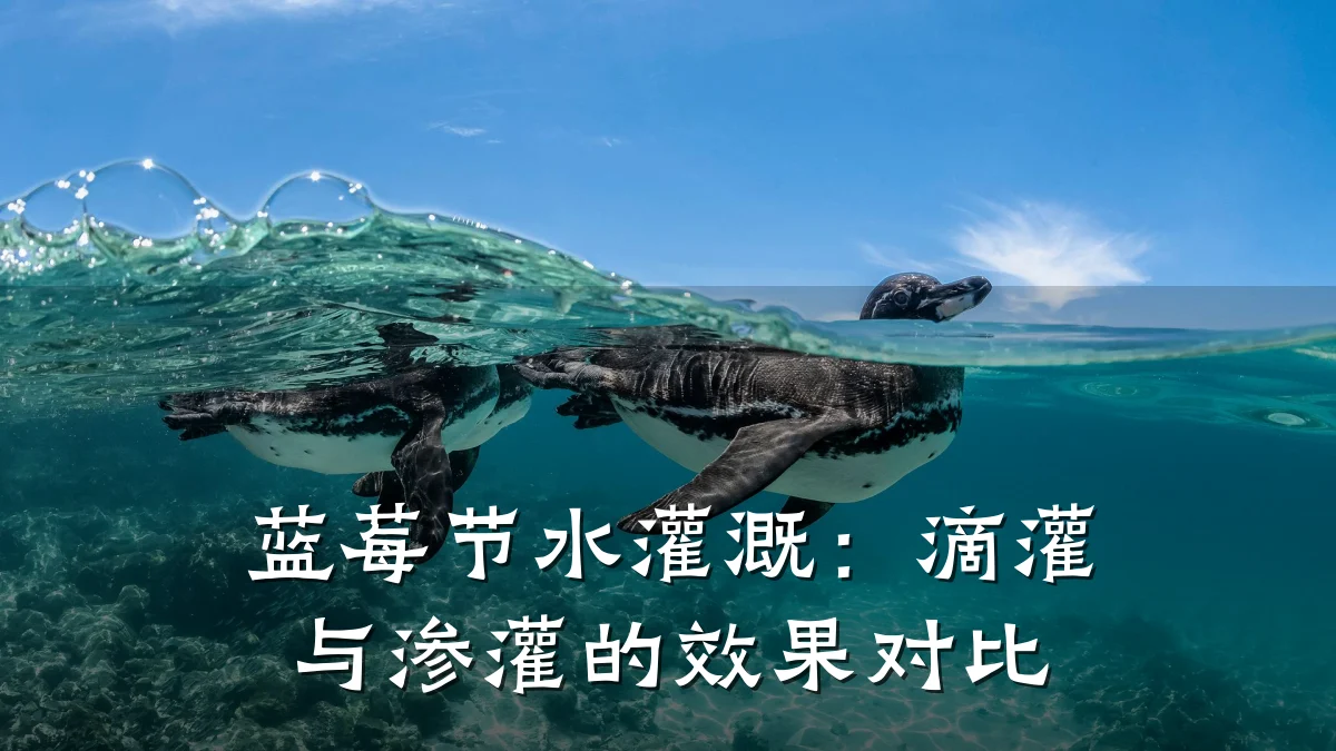 蓝莓节水灌溉:滴灌与渗灌的效果对比