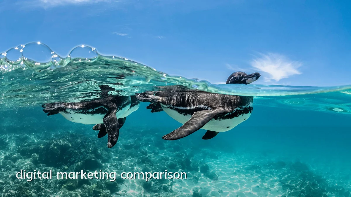 digital marketing comparison