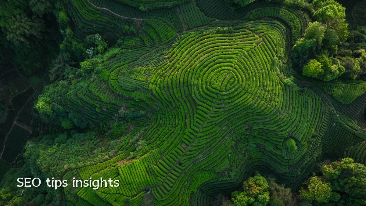 SEO tips insights
