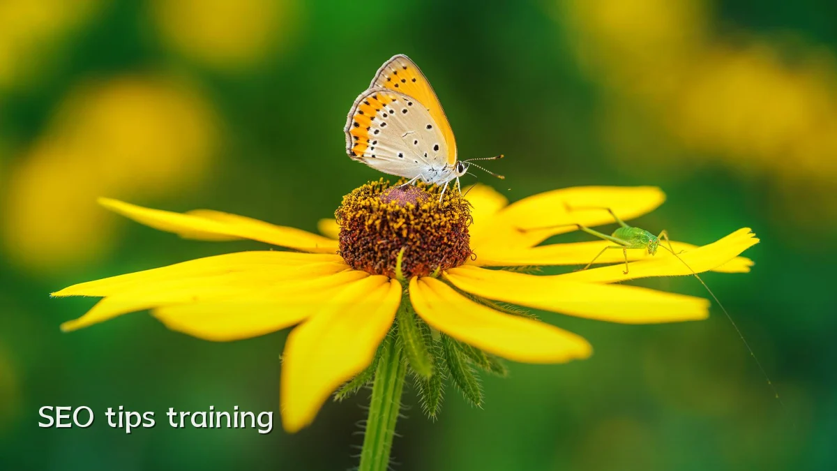 SEO tips training